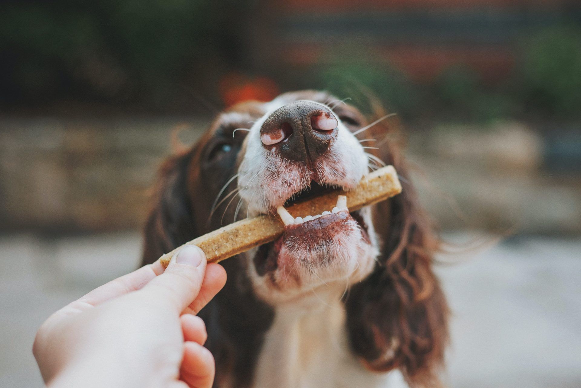 Dog with Treat