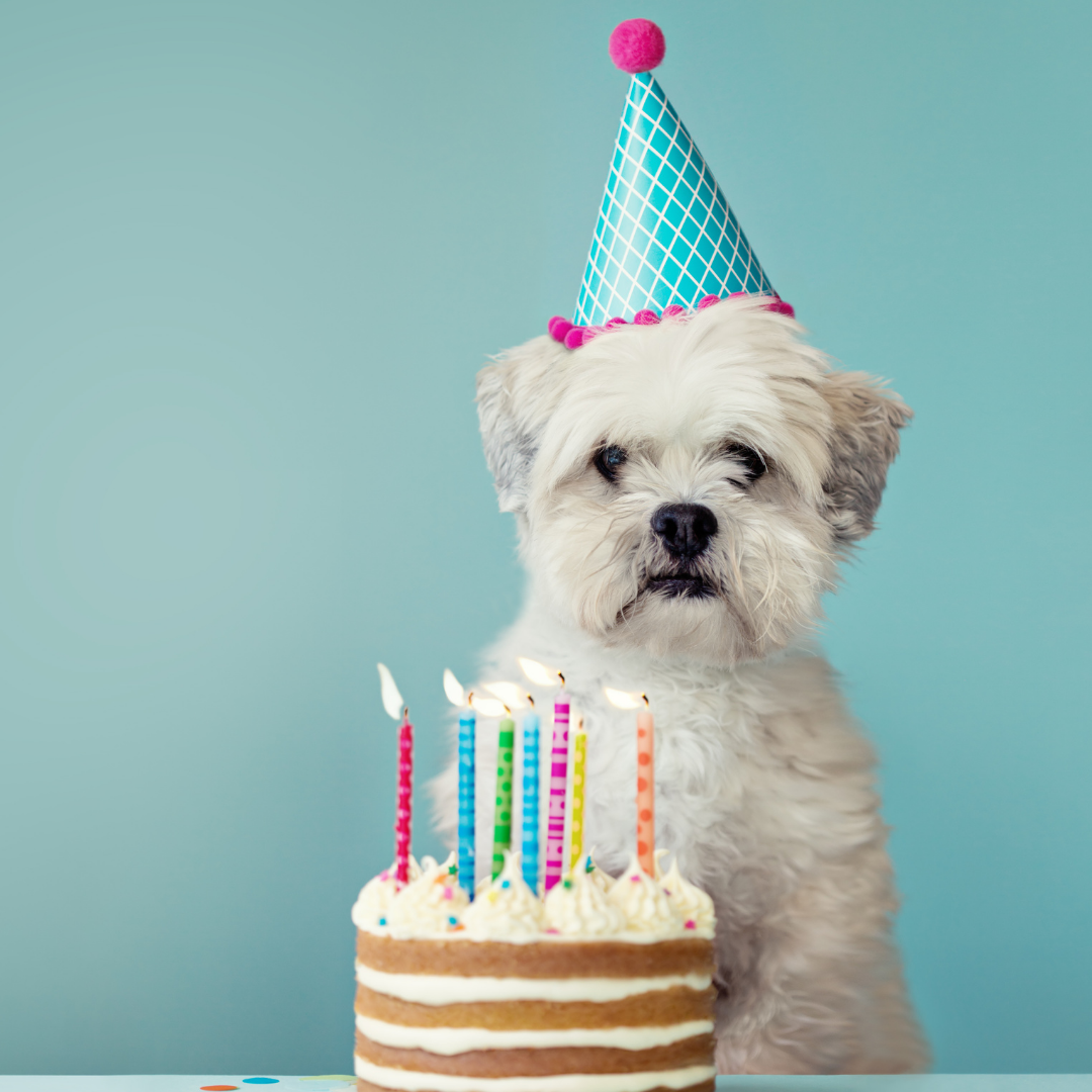 С днем рождения картинки с собачкой. День рождения собаки. С днём рождения собачки. Собака поздравляет с днем рождения. Открытки с днём рождения с собаками.