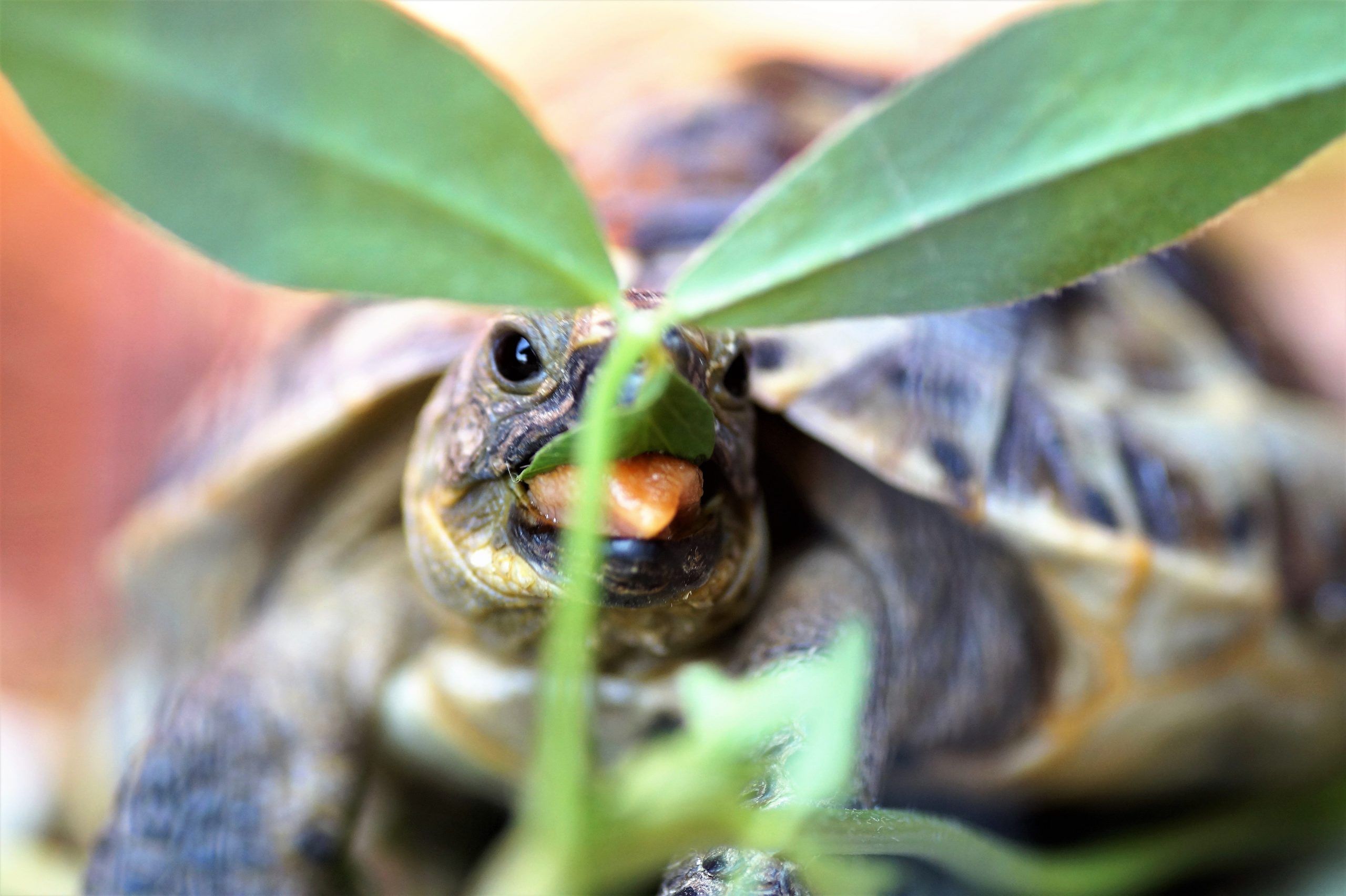 Tortoise Eating Plants