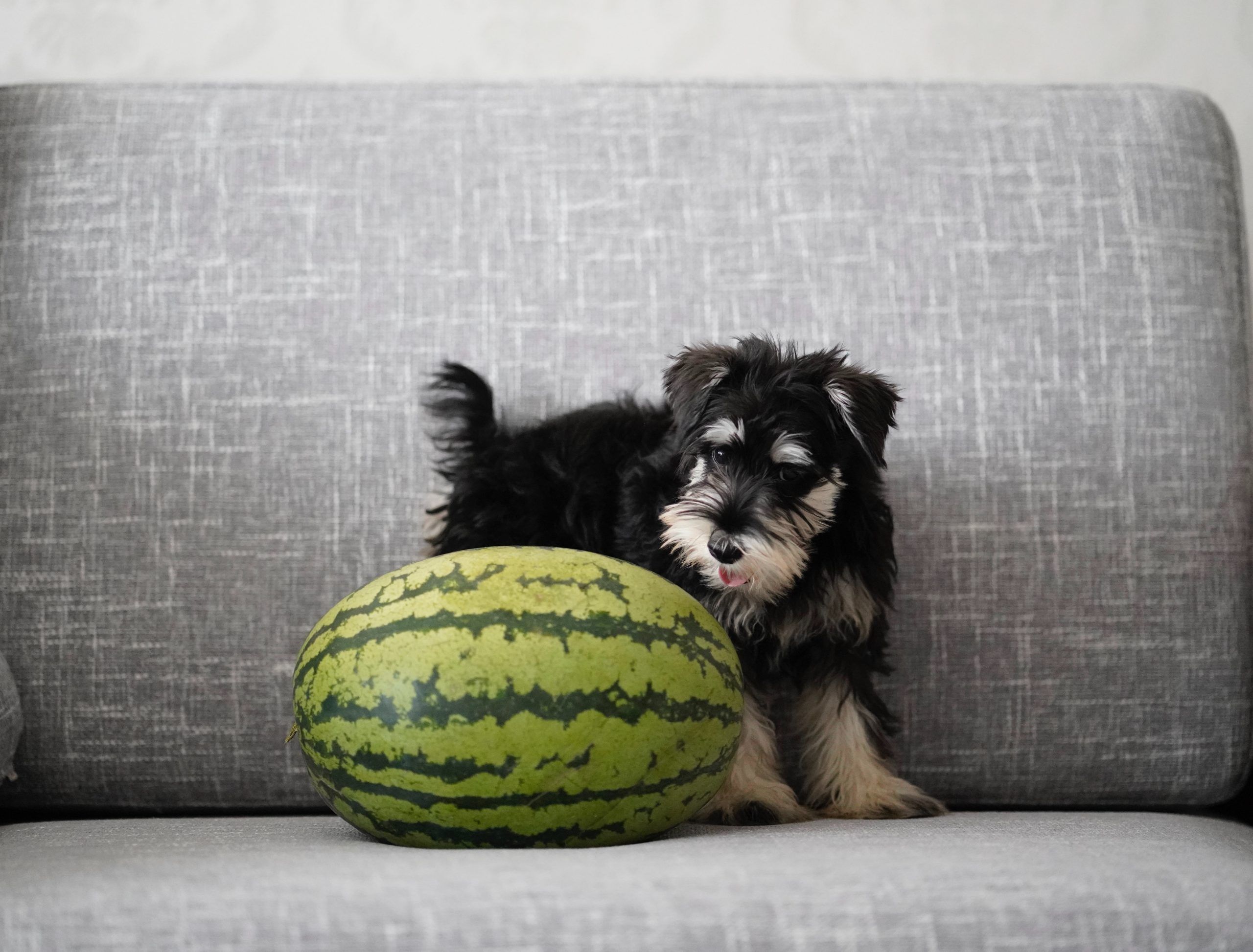 Dog on sofa with watermelon
