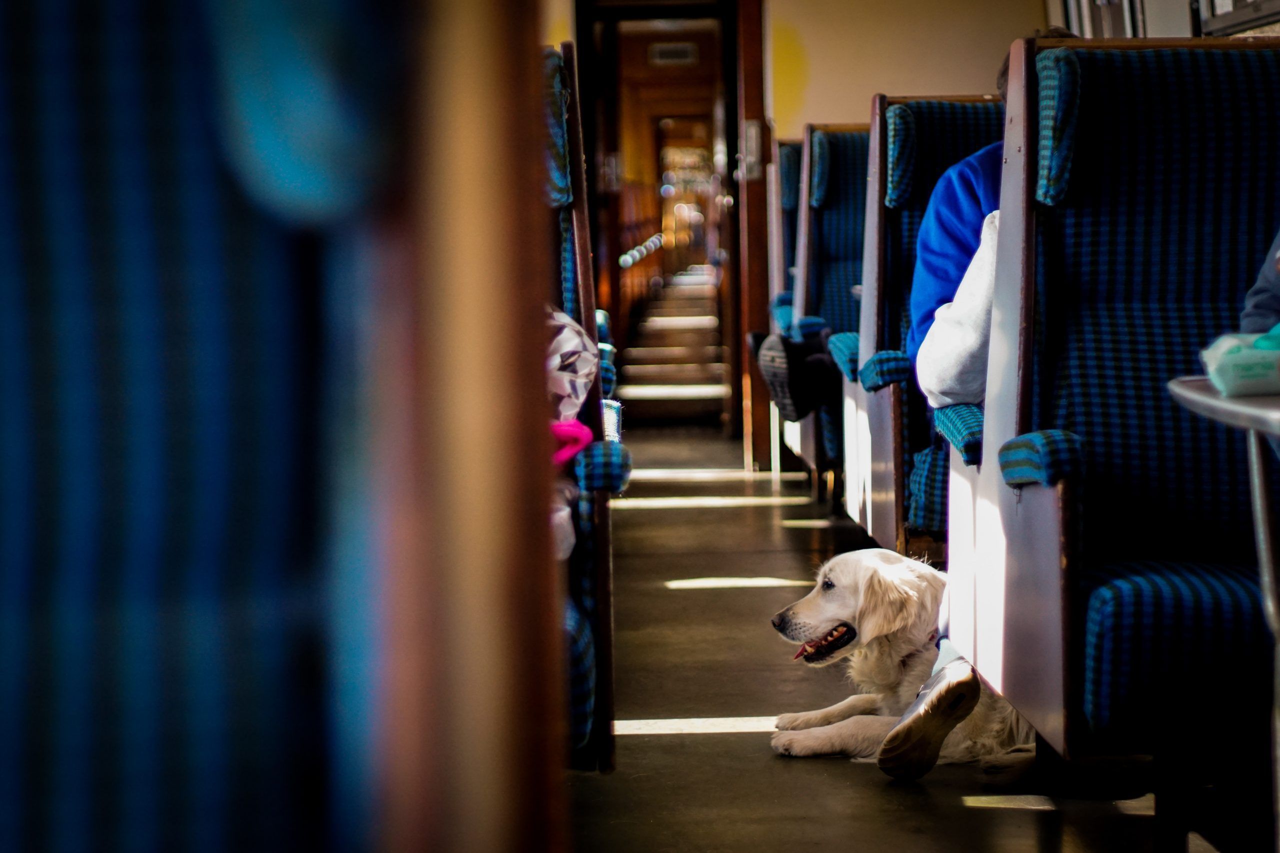 Labrador retriever train