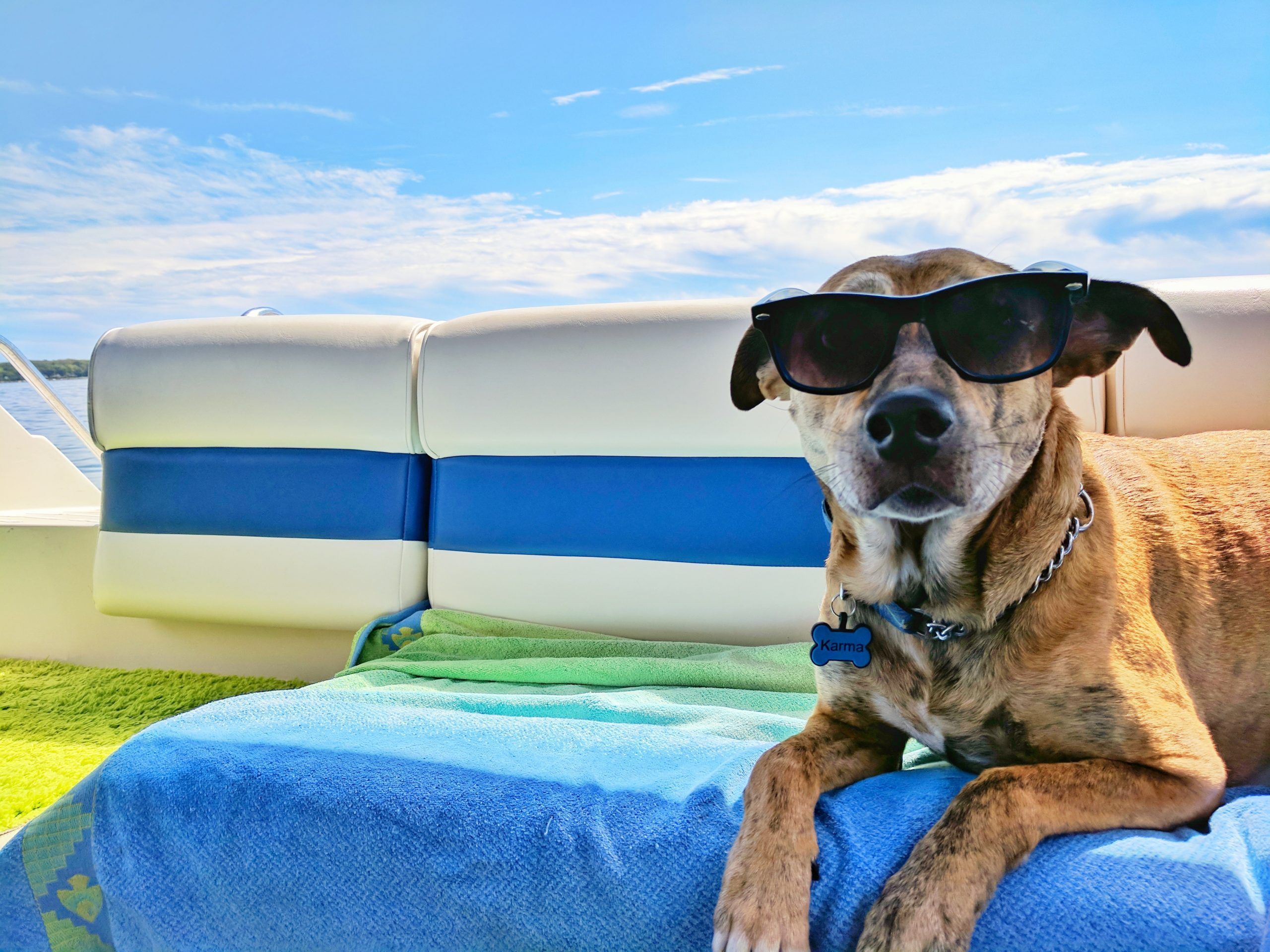 Brown dog wearing sunglasses on boat