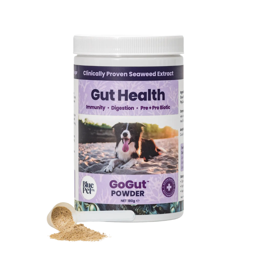 Blue Pet Co. GoGut Powder jar – gut health and probiotic powder for dogs